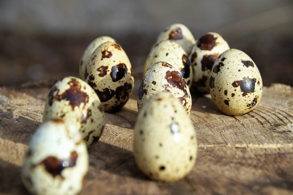 Quail Farming eggs