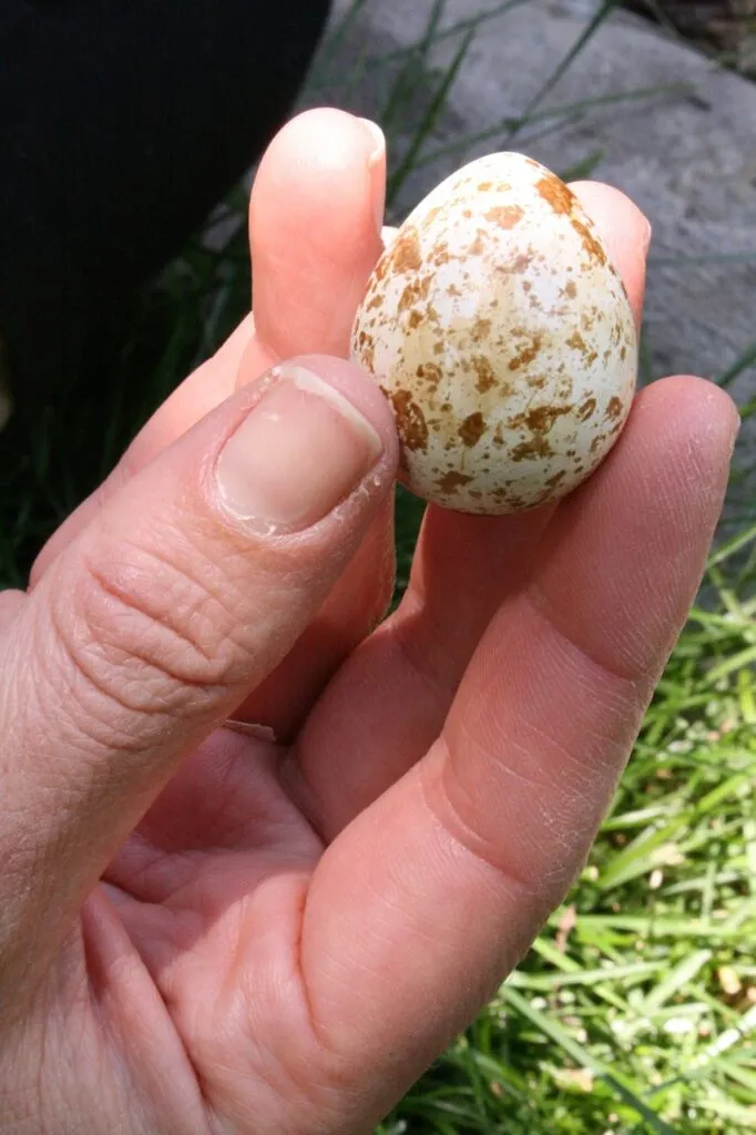 Quails as Pets