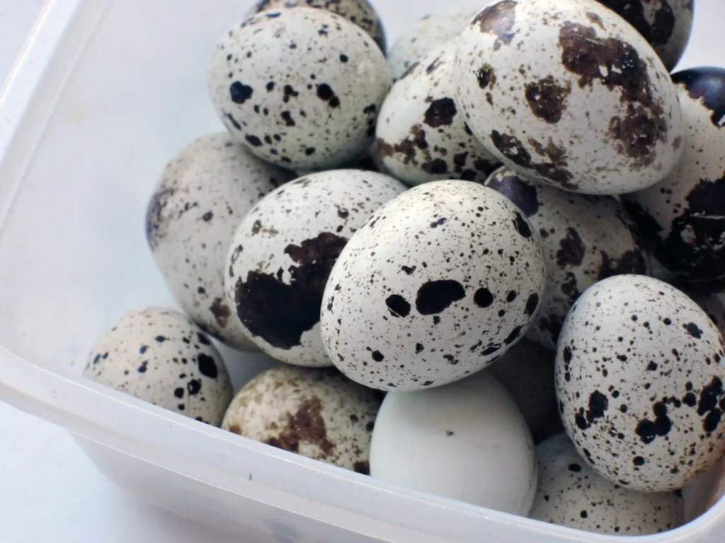 Quail Farming for a Beginner