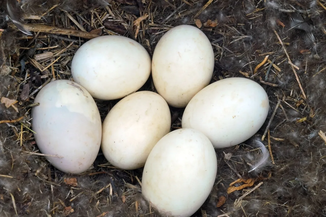 Duck Eggs vs. Chicken Eggs