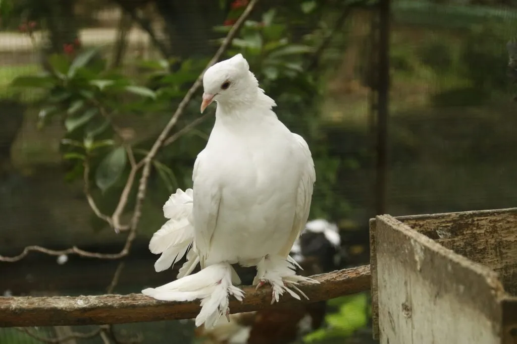 Pigeon Domestication