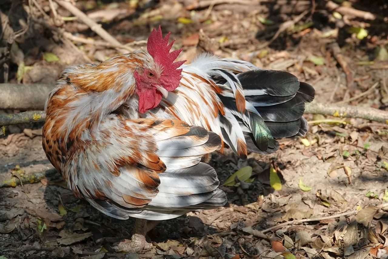 Chicken Behavior