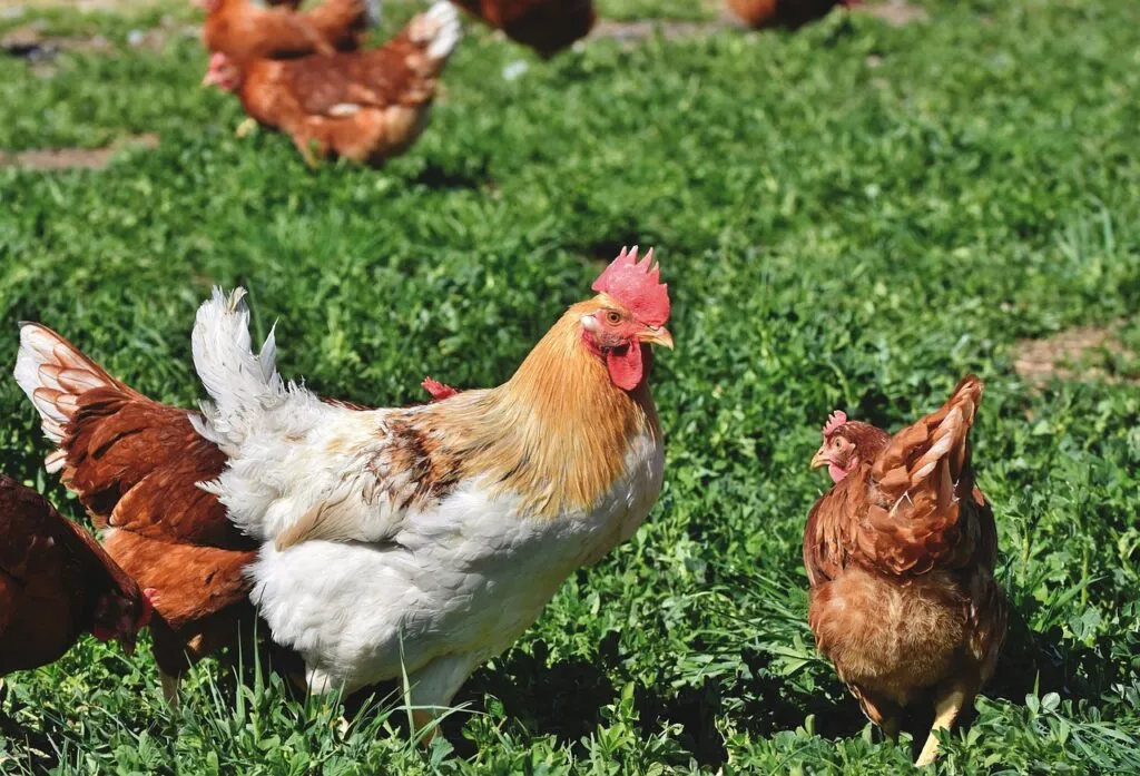Chicken Behavior