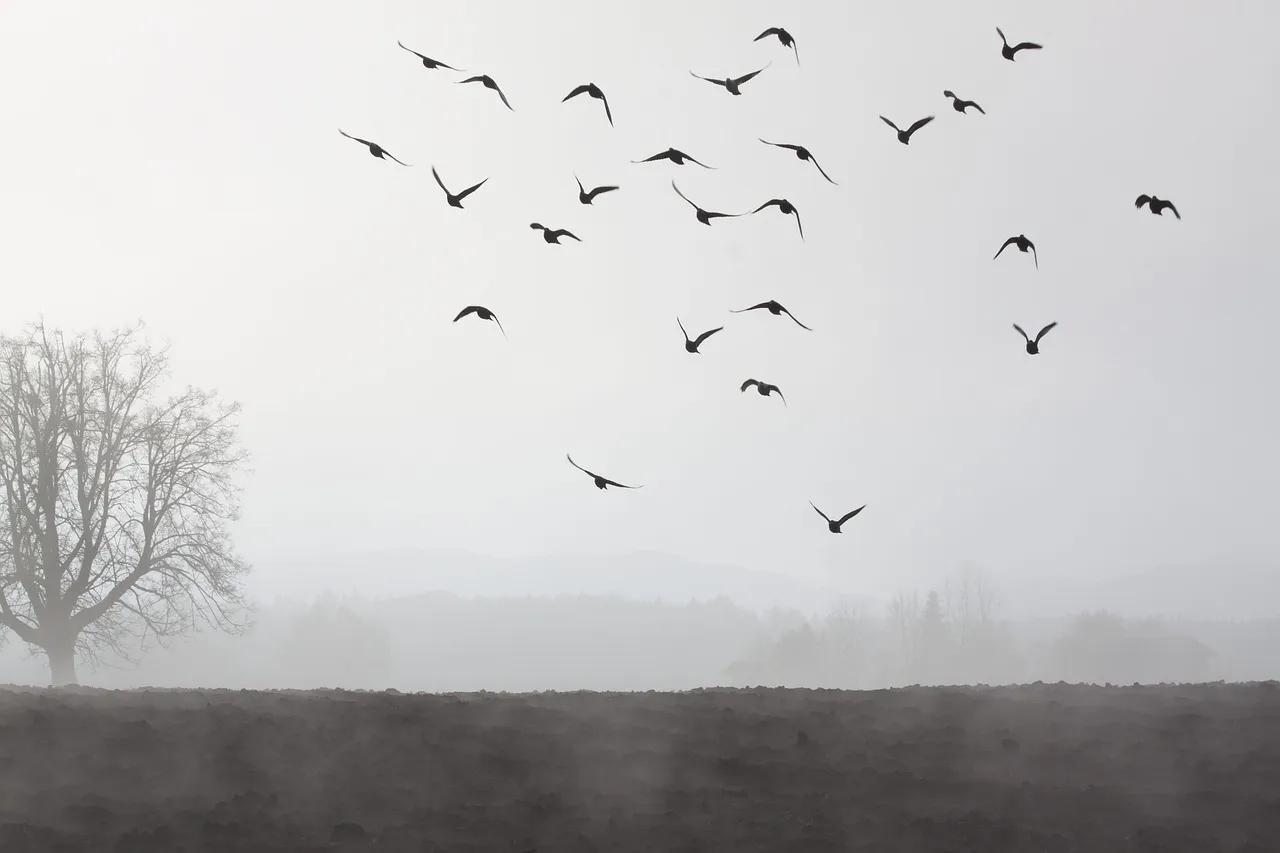 Pigeon Racing