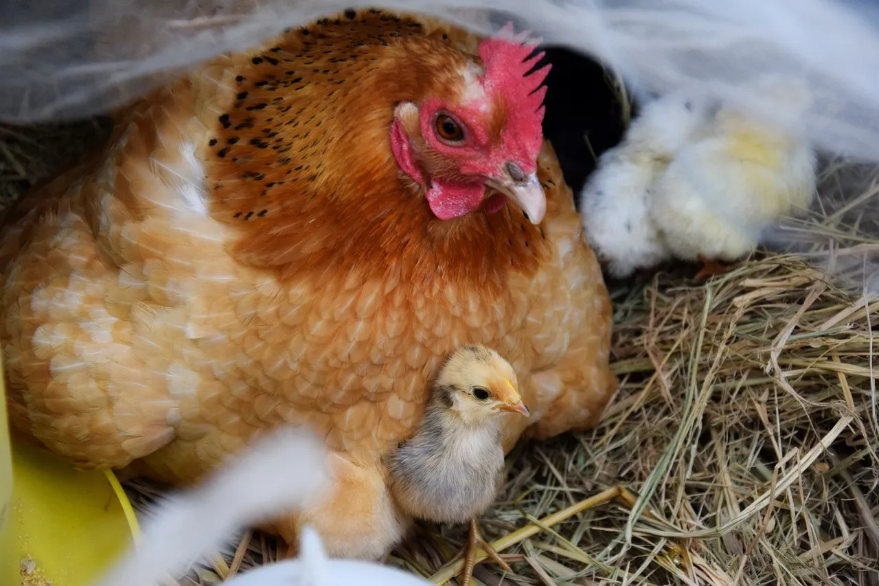 Hatching Poultry Eggs