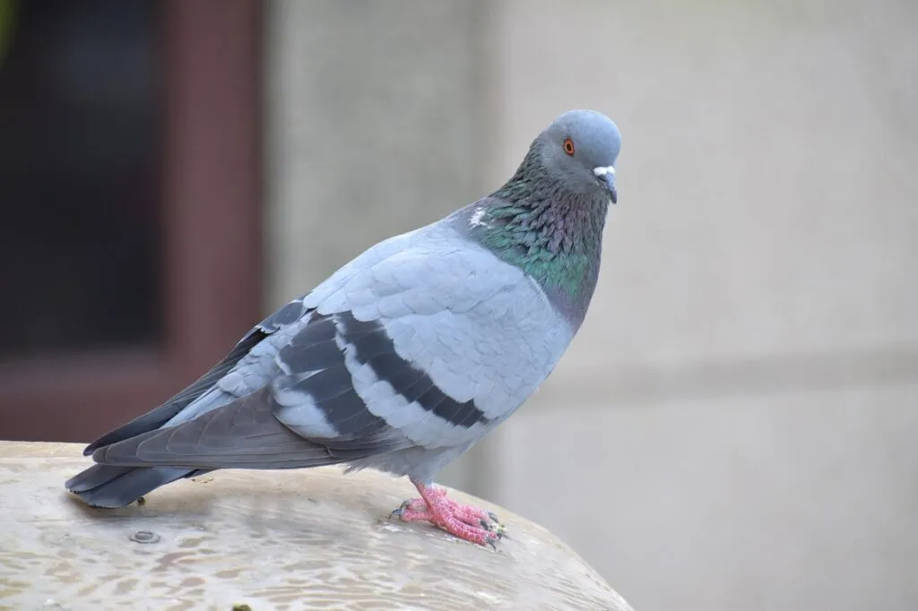 City Bird