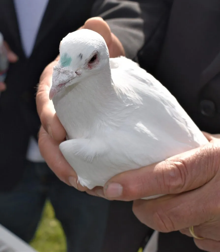 Pigeons as a Pet