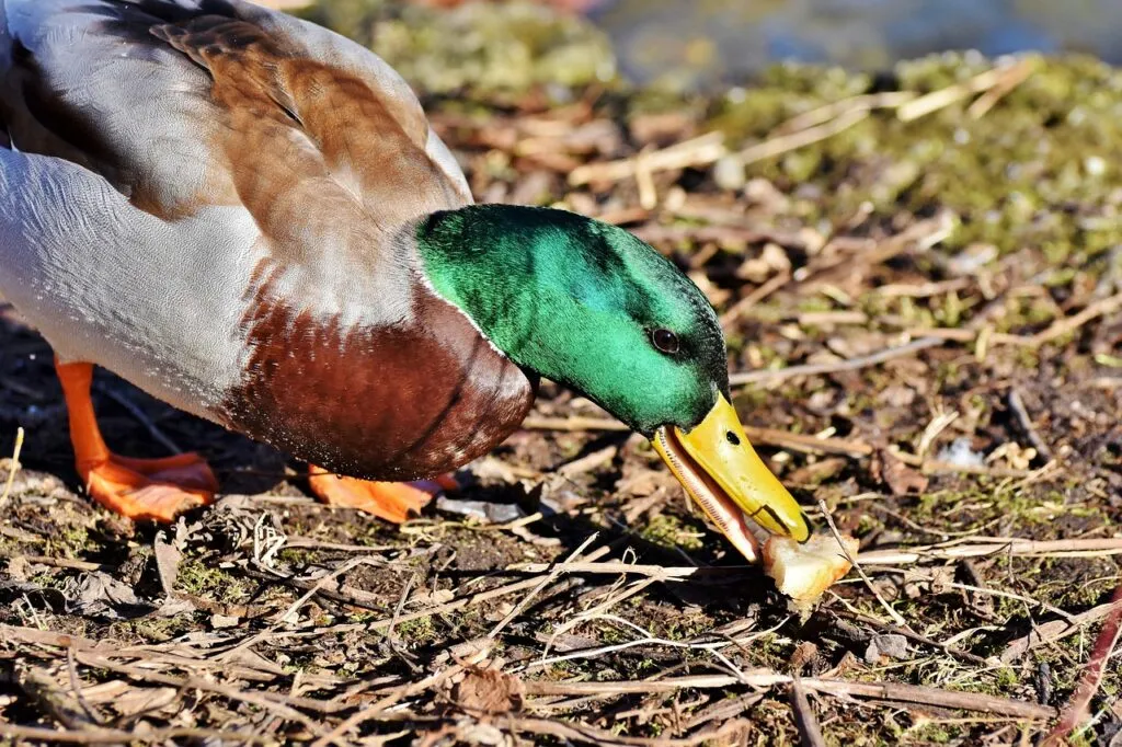 Ducks in Your Garden