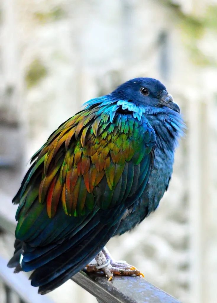 Endangered Pigeon Species