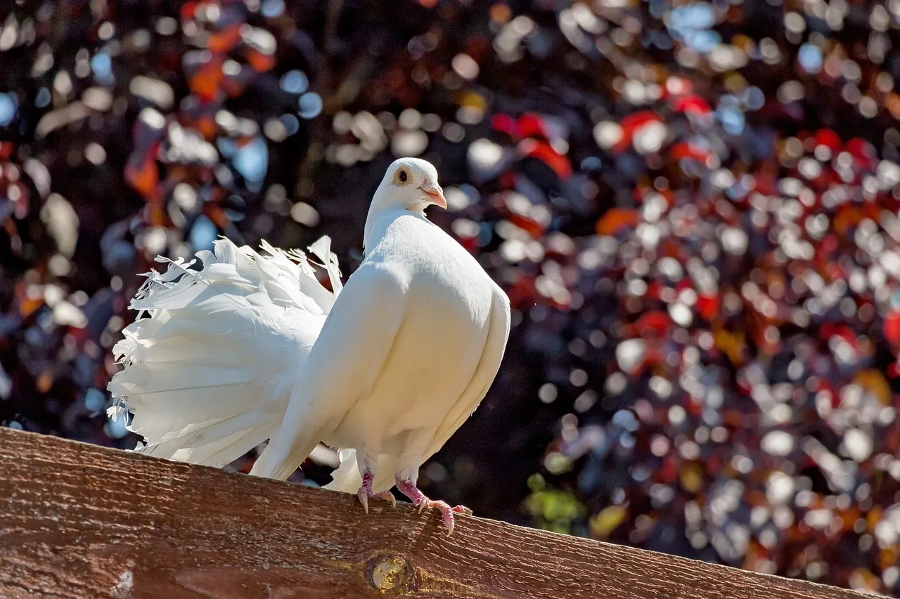 Pigeons as Pets