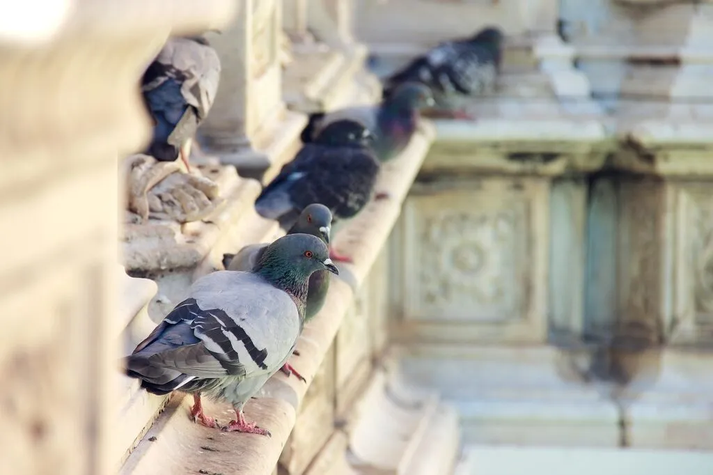 Role of Pigeons in World Wars