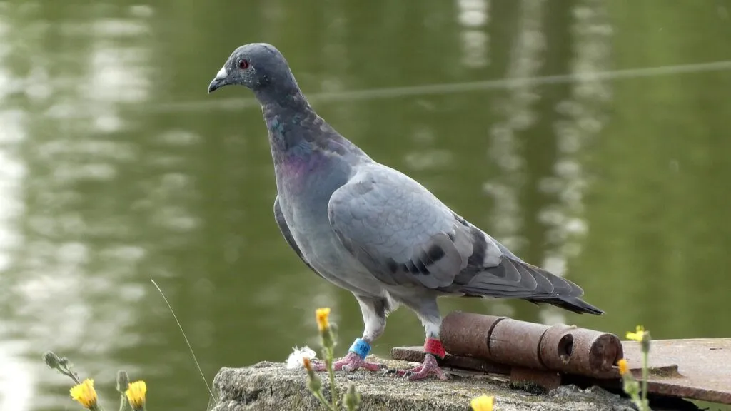 Pigeons as Pets
