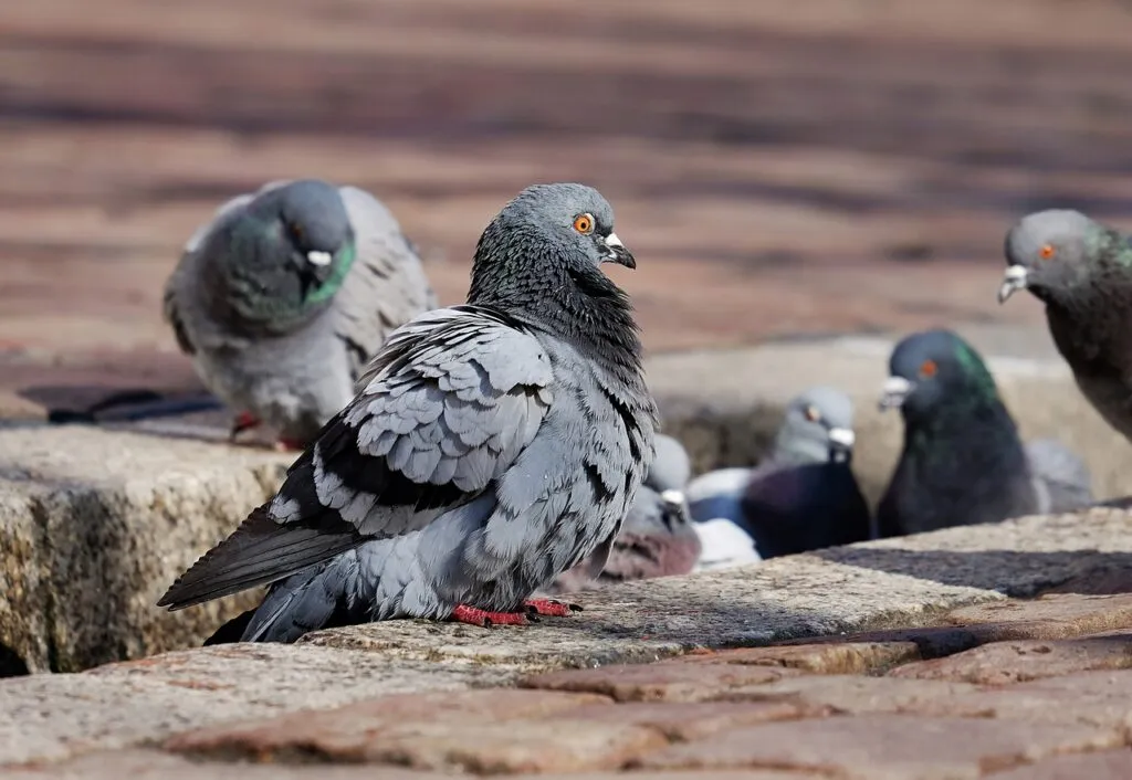 City Birds
