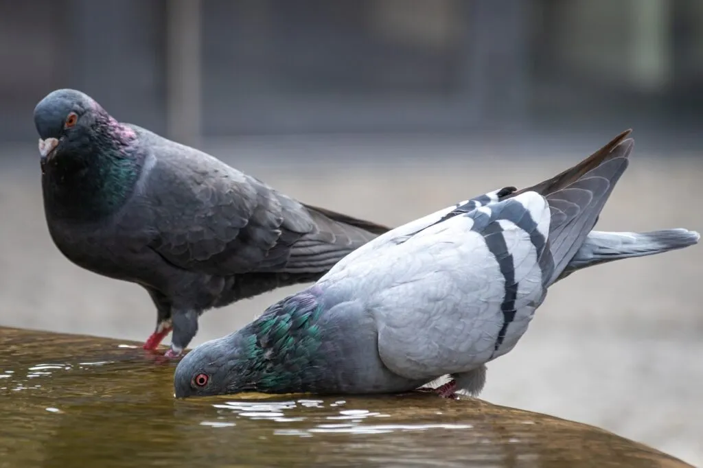 Pigeon Racing