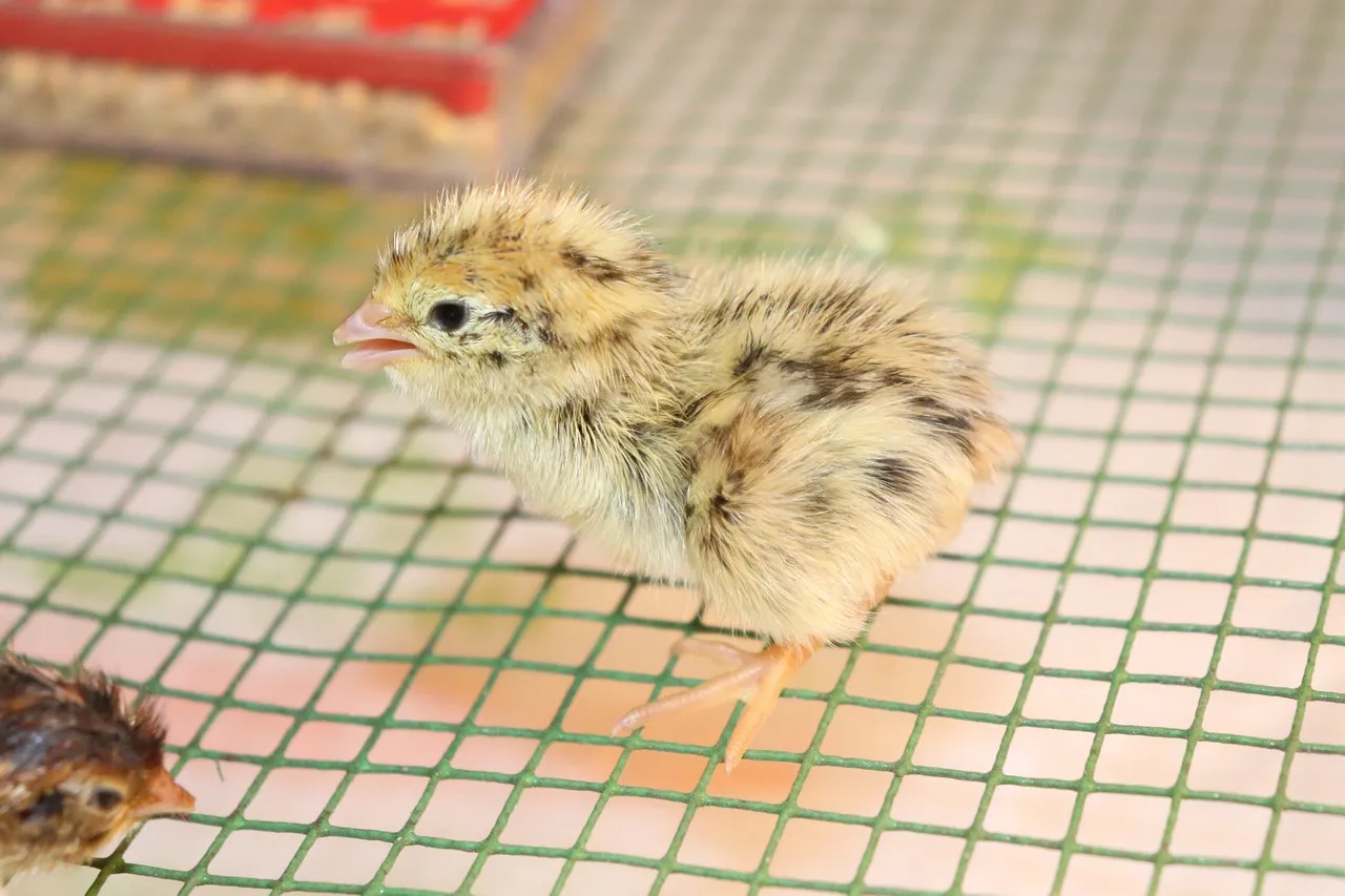 Quail as Pets