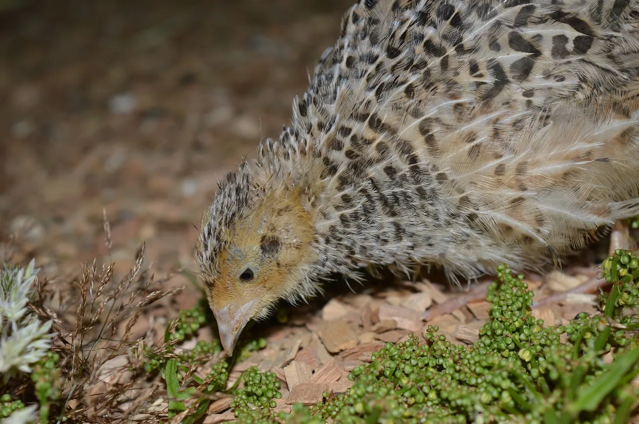 Quail Farming