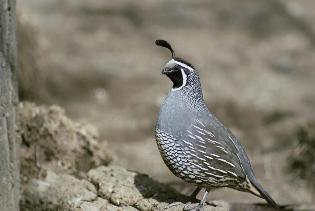 Quail in the Wild