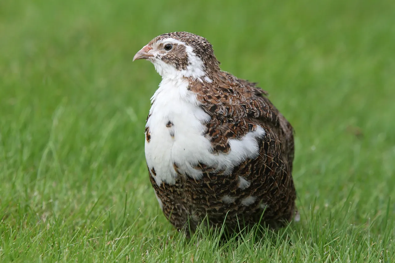 Quail Farming for Beginners