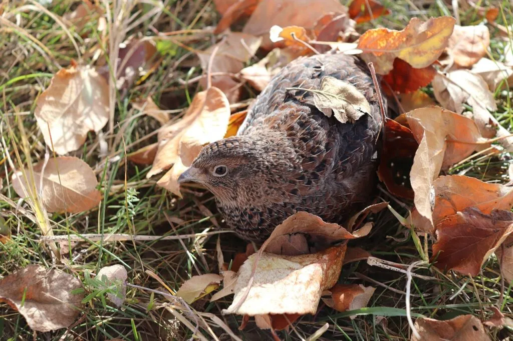 Quail Farming