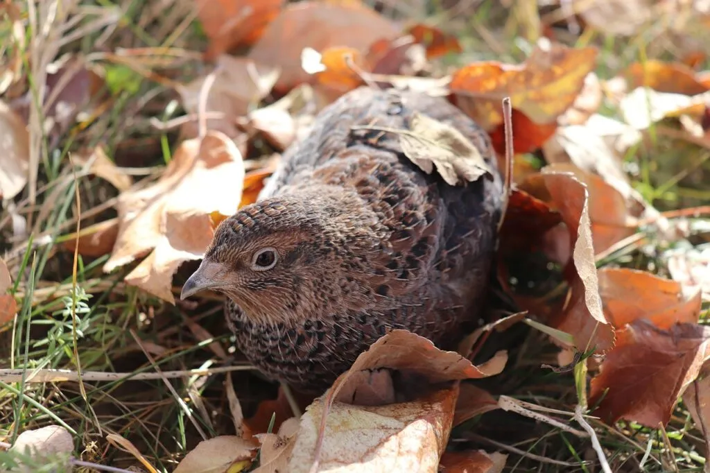 Quail as Pets