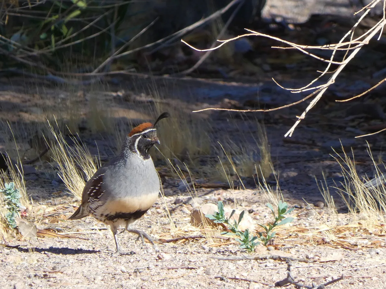 Quail in the Wild
