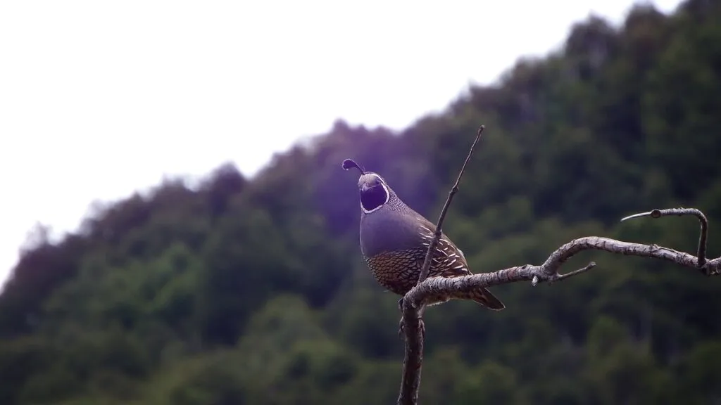 Quails in the Wild
