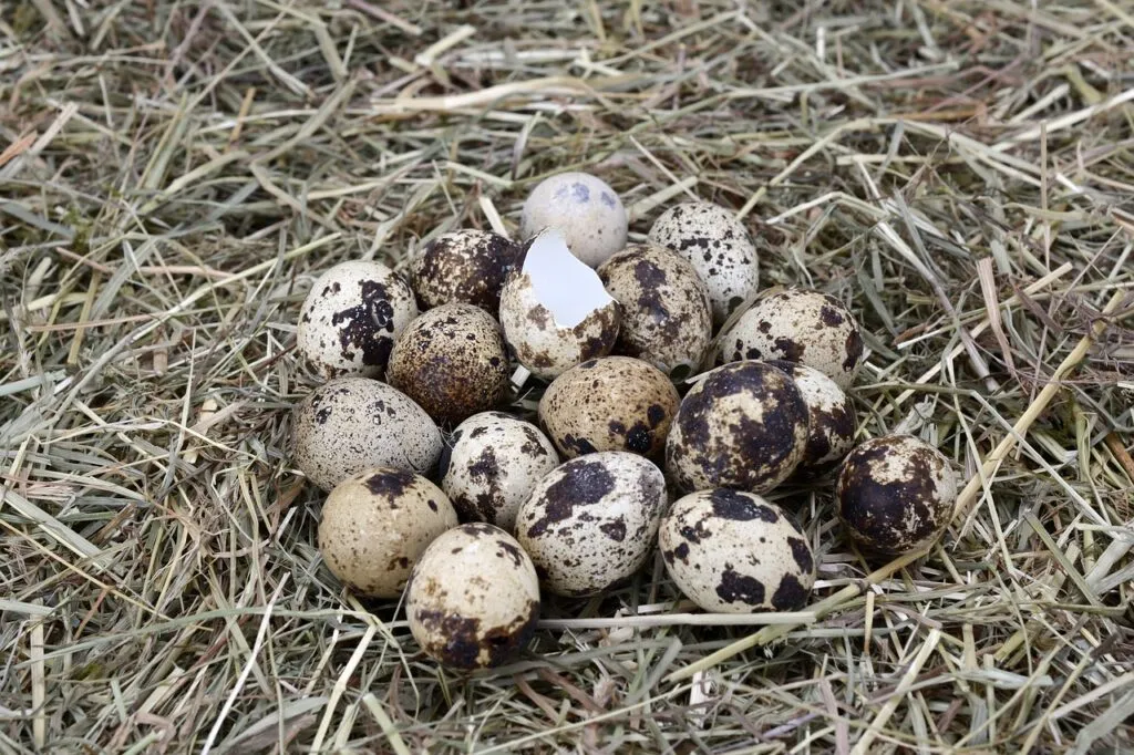 Quail Eggs