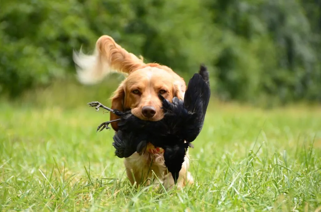 Quail Hunting