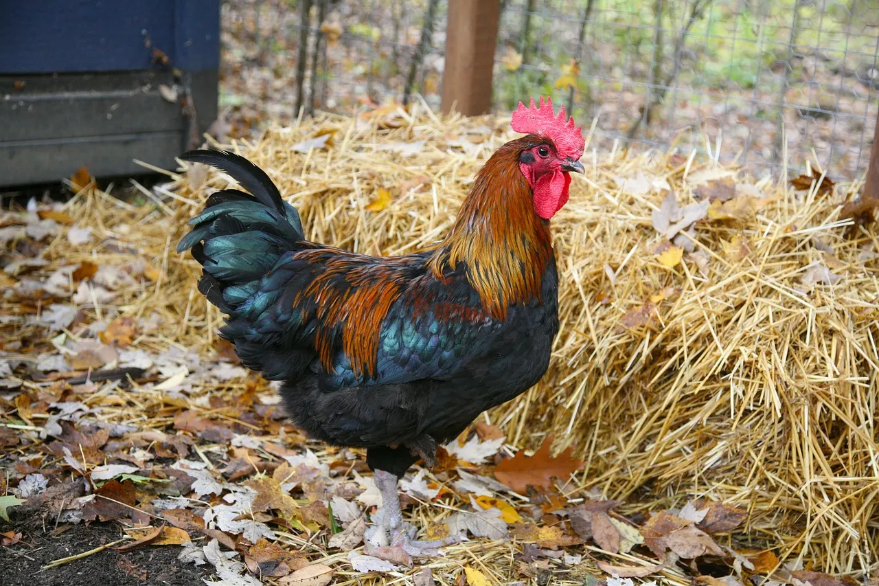 Raising Backyard Chickens