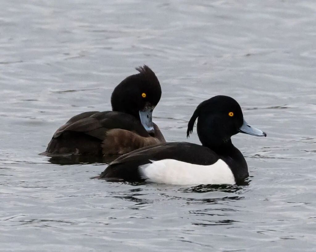 Duck Watching