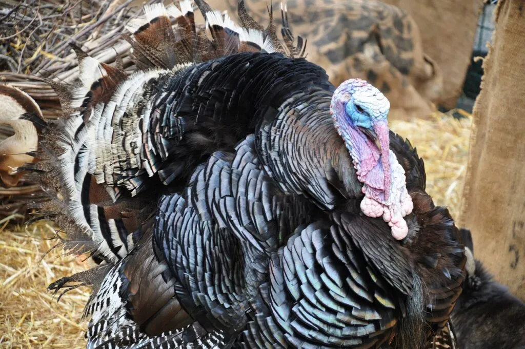 Thanksgiving Turkeys