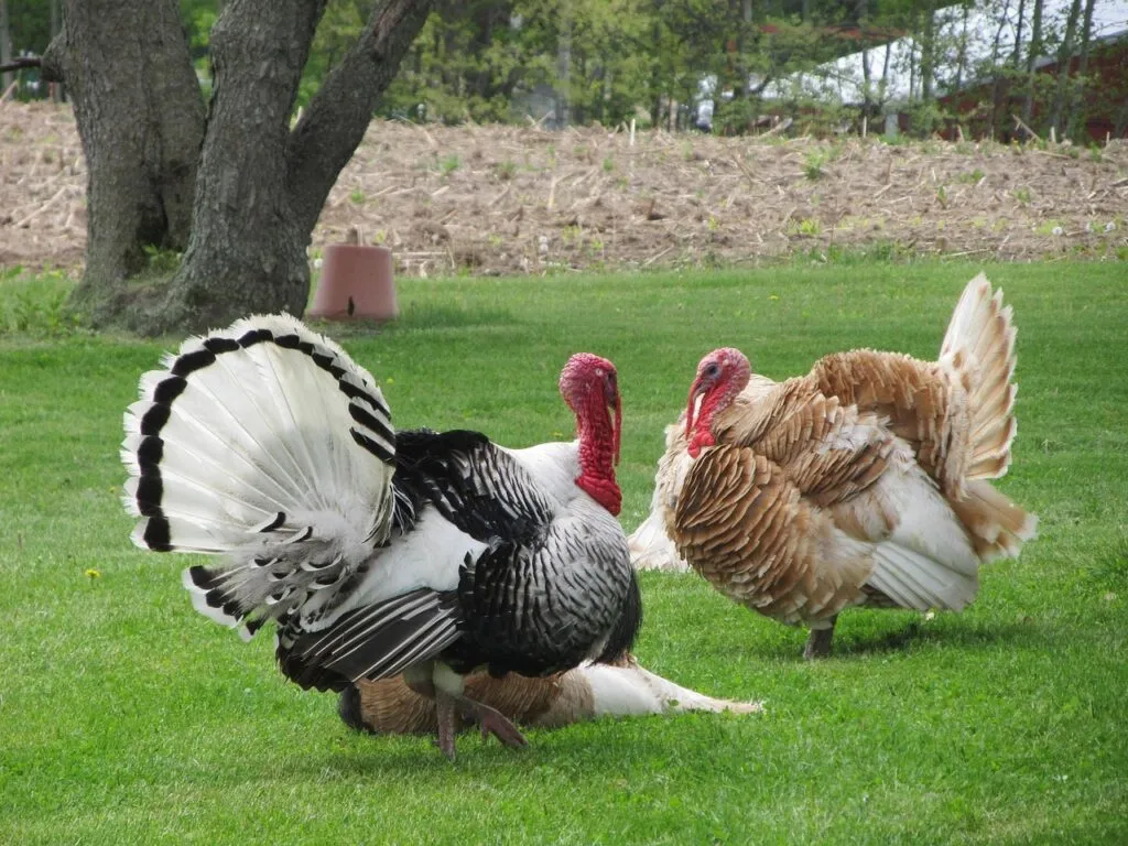 Thanksgiving Turkey