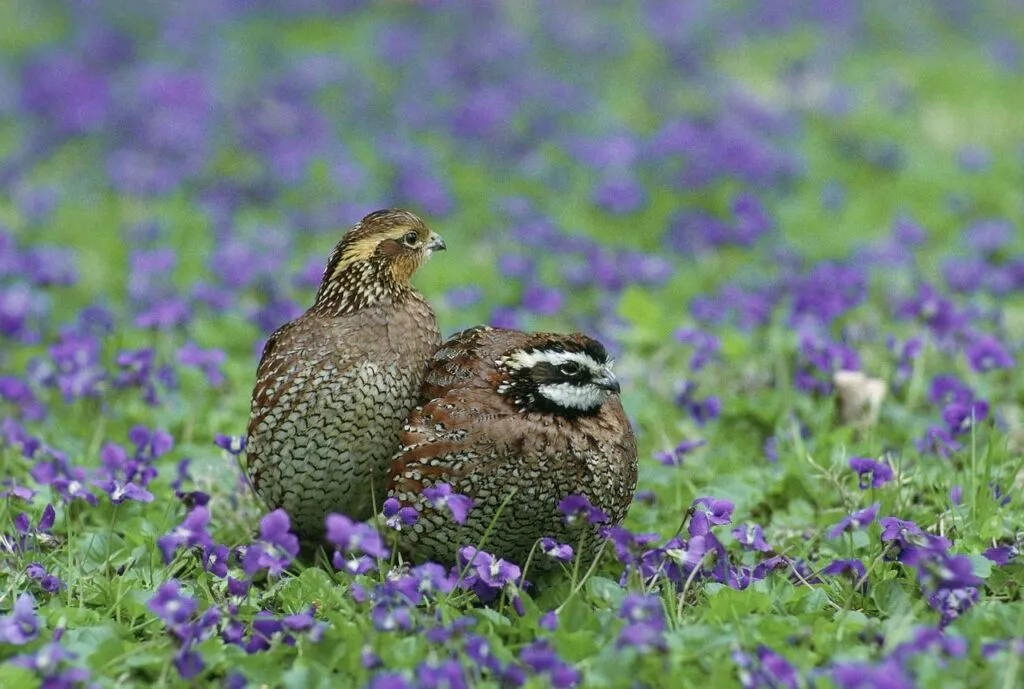 Quail Sounds
