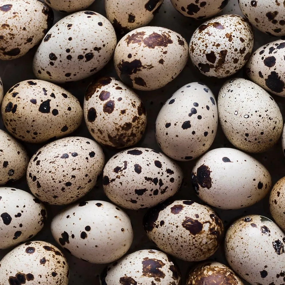 Quails as a Sustainable Food Source