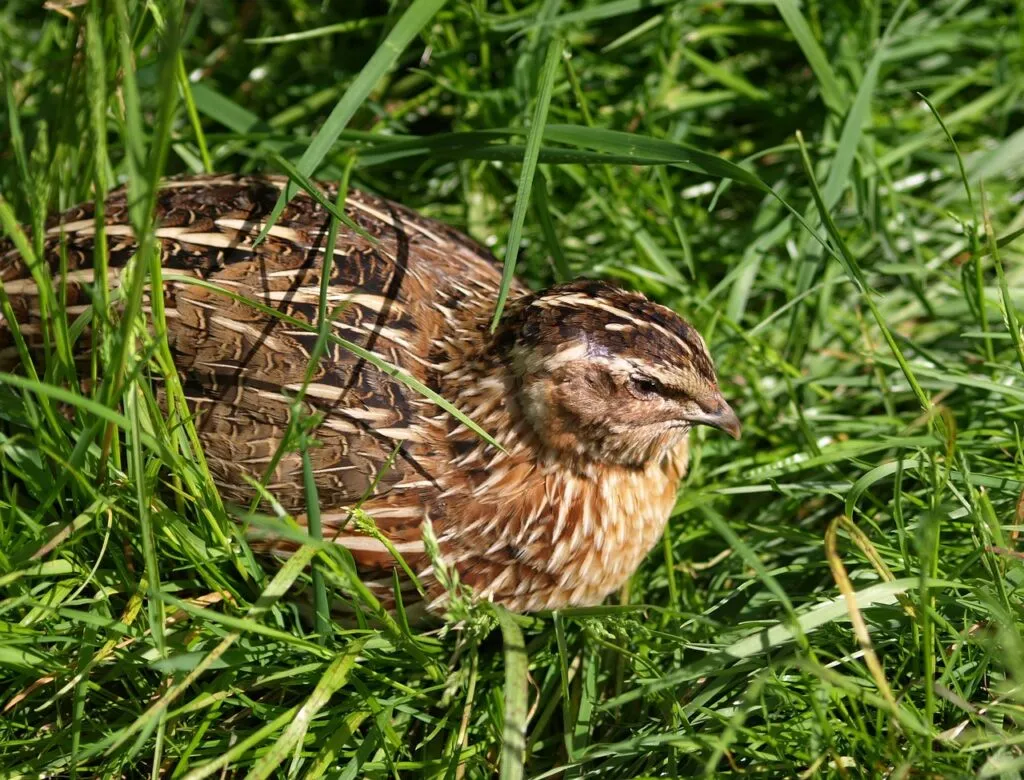 Quail as a Sustainable Food Source