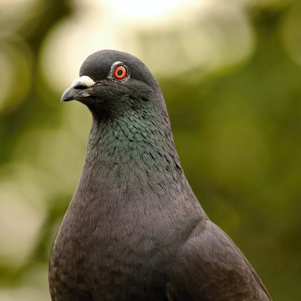 pigeon mites