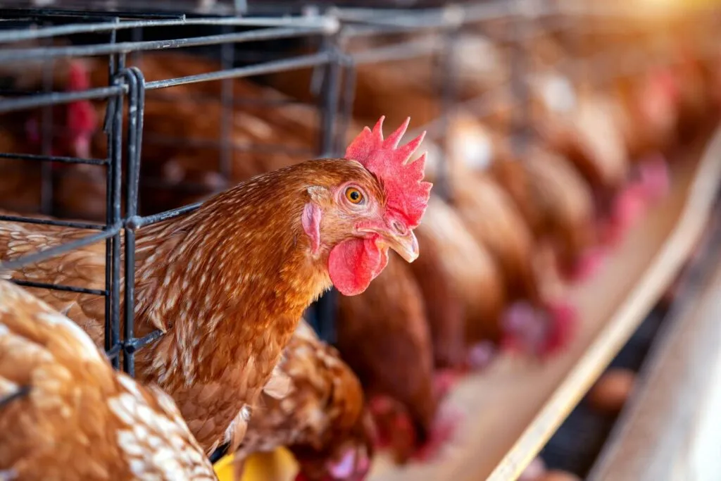 Non Gmo Chicken Food