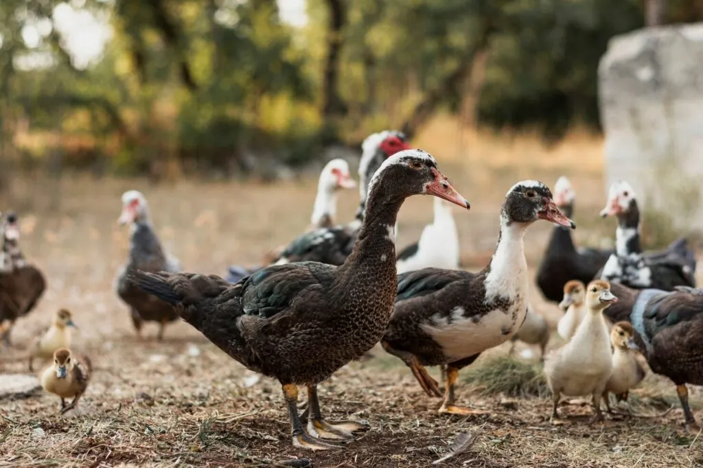 How Long To Hatch Duck Eggs? 