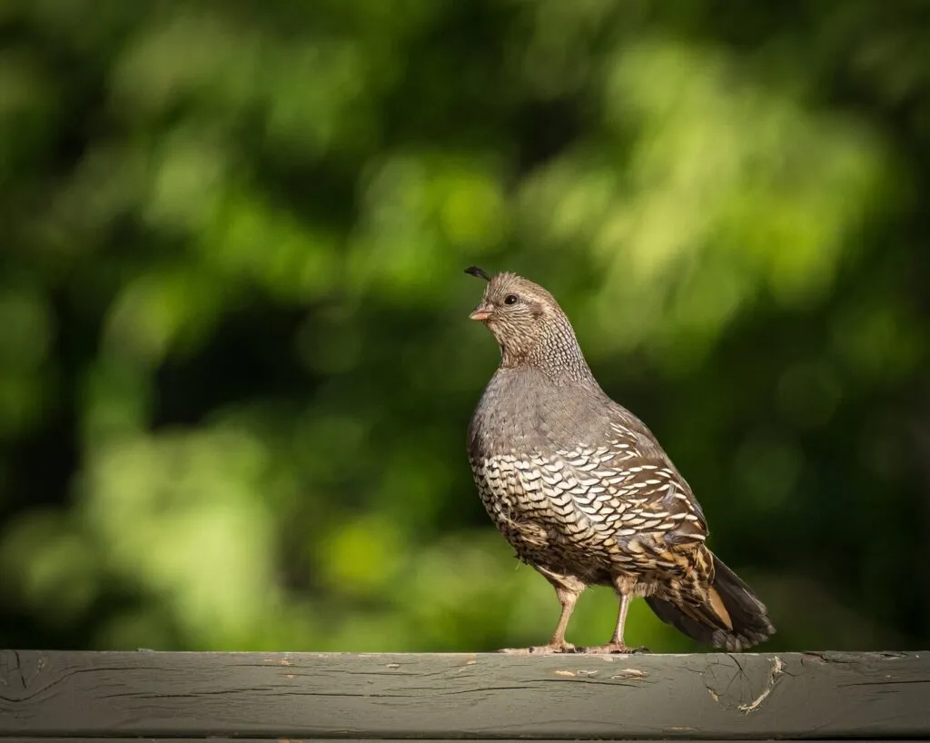 What to Feed a Quail