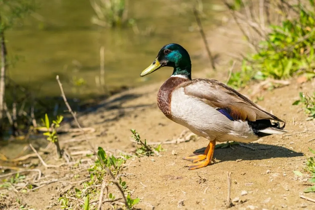 Best Pens for Ducks