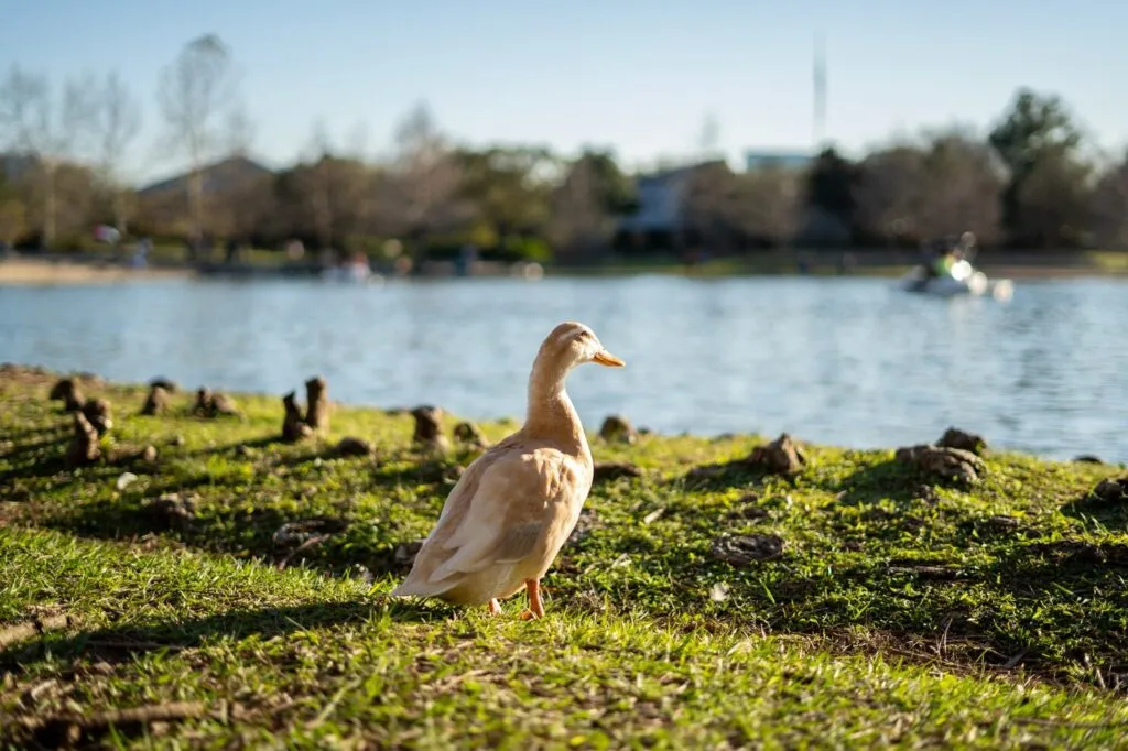 Indian Runner Ducks Easy Care Guide