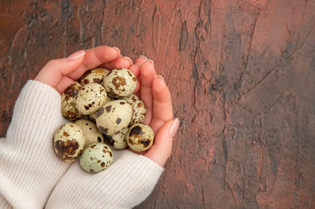 Best Quail Layer Feed