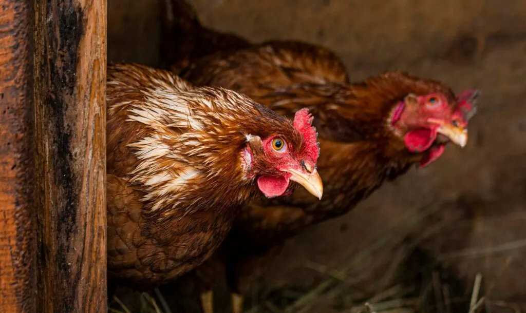 Chicken Coops for 15 Chickens