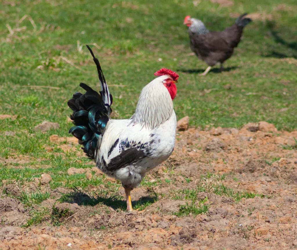 Do Chickens Need a Rooster to Lay Eggs?