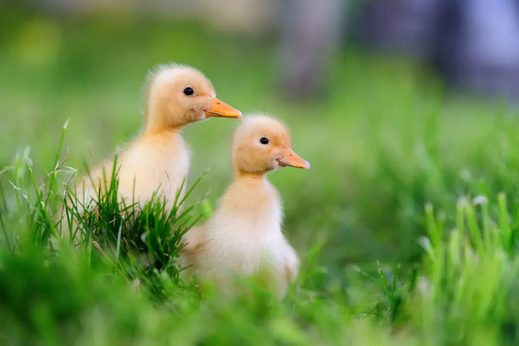 What To Feed A Baby Duck?