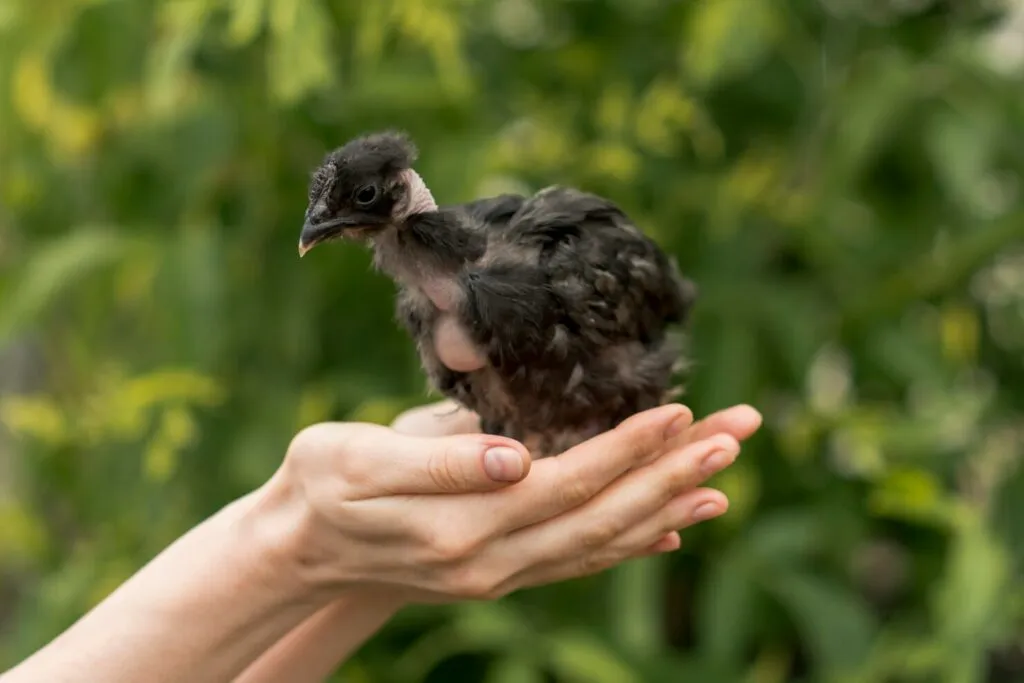 The Smallest Chicken Breeds