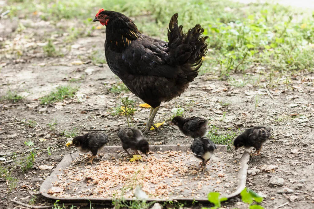 Copper Black Marans