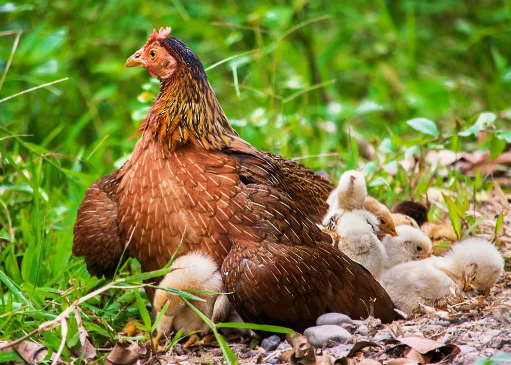 Araucana Chickens