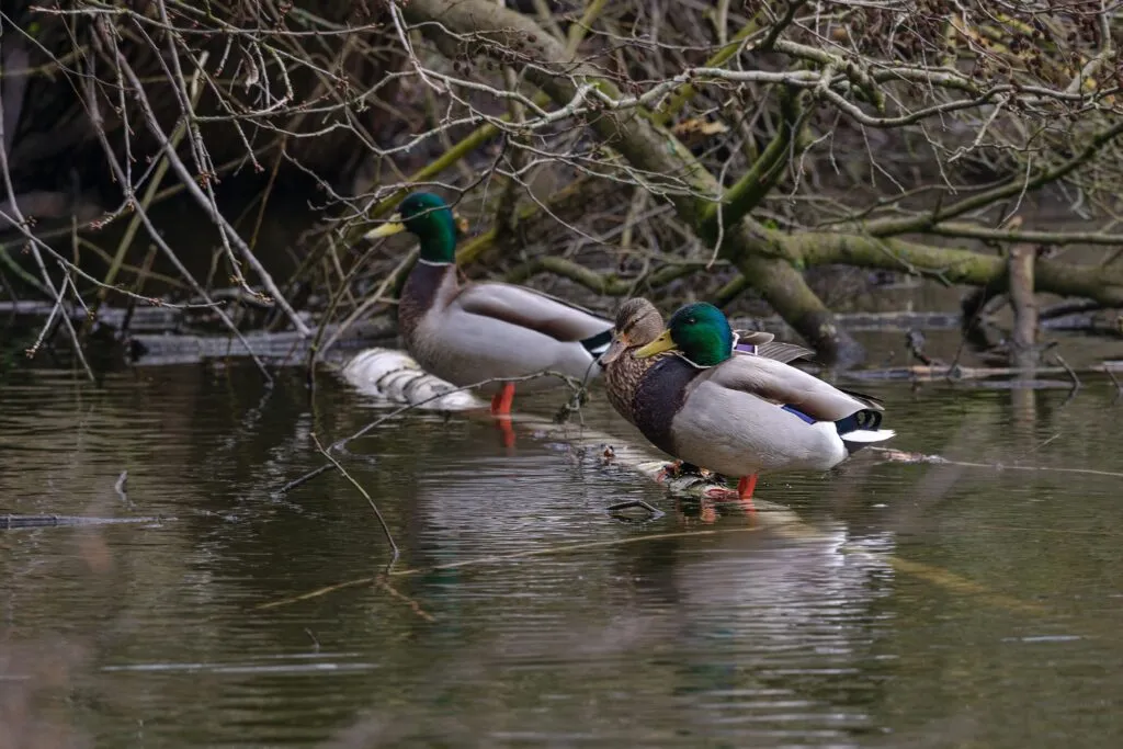 Wild Ducks in Michigan