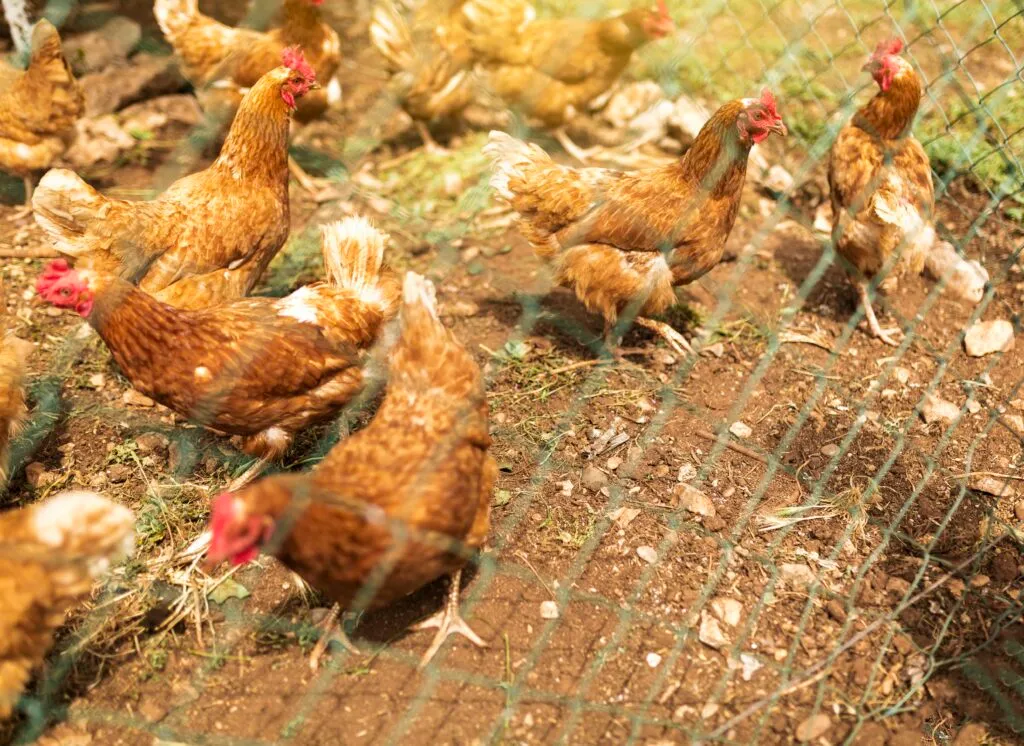 How Often Do Chickens Lay Eggs
